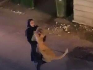  فتاة تلقي القبض على أسد هارب في الكويت