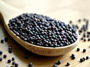 طبيب البوابة: أهمية بذور الخردل في فقدان الوزن