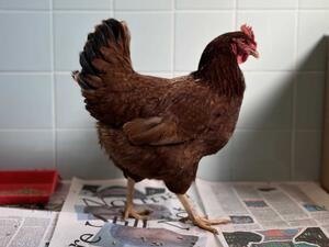 دجاجة البنتاغون