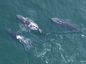 Environment Society Of Oman Renews Commitment To Protecting The Arabian Sea Humpback Whale 