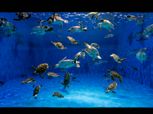 Since the start of 2022, The Environment Agency – Abu Dhabi has rescued over 250 turtles with the support of The National Aquarium