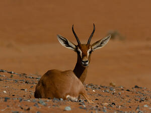 World Wildlife Day: Emirates and Dubai Desert Conservation Reserve’s Efforts To Restore and Preserve Fragile Desert Ecosystems