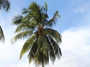 palm leaves