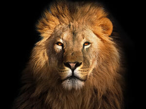 stray lion