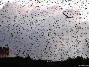 Migratory birds 