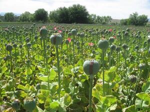 منع زراعة الحشيش في أفغانستان
