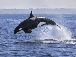 orca whale