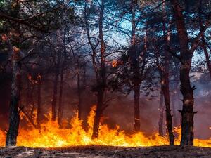 تونس.. حريقين ضخمين بجبل بوقرنين وبوعرقوب