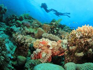 Marine life 