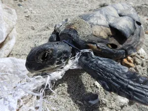 Environment Society Of Oman Protect Nesting Turtles In Masirah Island From Ghost Fishing