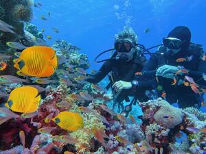 Corals