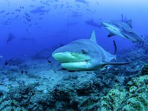 Red Sea