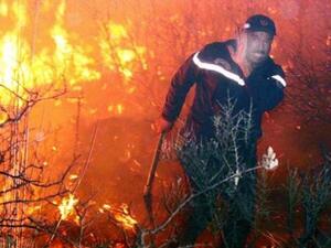 اعتقال 13 شخصا مشتبه بتورطهم بحرائق غابات الجزائر