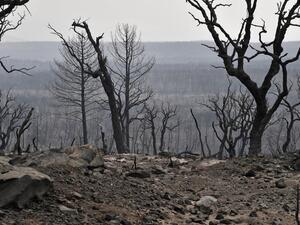 Algerian firefighters were today battling a string of blazes, fanned by drought and a blistering heatwave, that have killed at least 38 people and left destruction in their wake. (Photo by AFP) Forest Fires