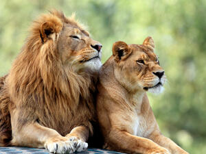 stray lions
