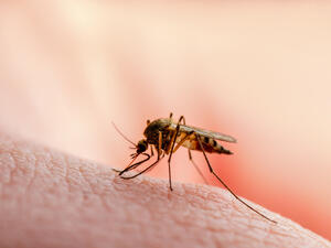 Malaria