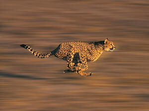 Cheetahs