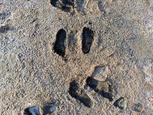 ghost footprints