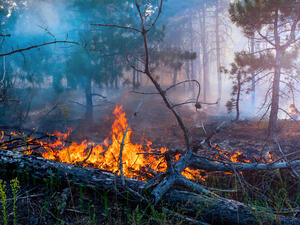 forest fires