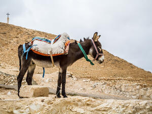 A donkey 