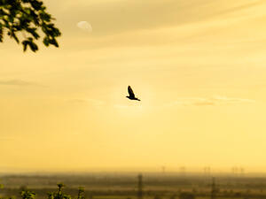Bird in the sky 