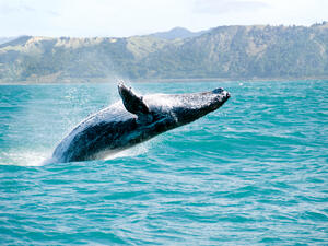 Whales 