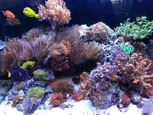 Corals 