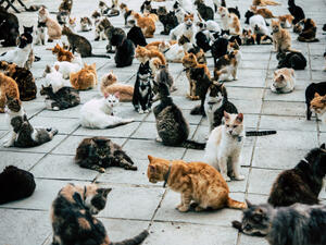Cats 