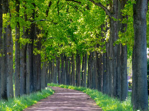 Winding trees 