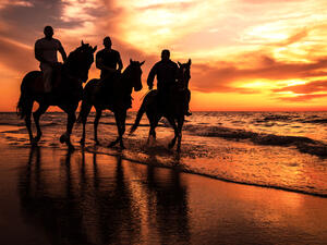 Gaza horses 