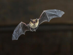 bat
