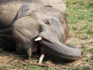 200 elephants