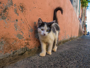 Street cats 