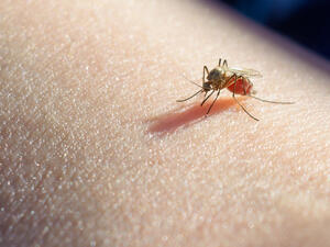 Mosquitoes 