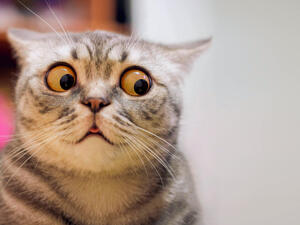 Why did Britain think of mass extermination of cats?