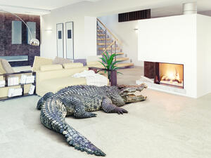 Florida man bit by alligator that knocked his door