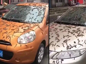 Cars covered with worms in China. (Twitter/ @deZabedrosky) worms China