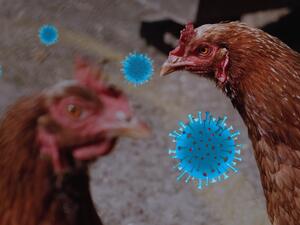bird flu
