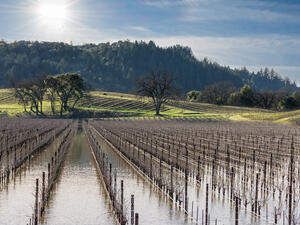 Residents of Corcoran, CA worry about how much worse the flooding will get as the snow melts through the spring. Flooded Vineyard in Sonoma County, CA