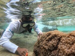 شعب مرجانية تغزو المحيطات وتثير استغراب العلماء