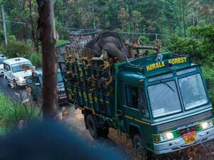 الإمساك بفيل تسبب بمقتل 6 أشخاص في الهند