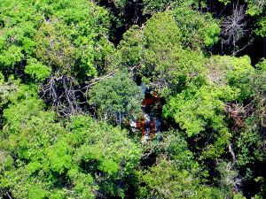 4 children found alive after plane crash in Amazon