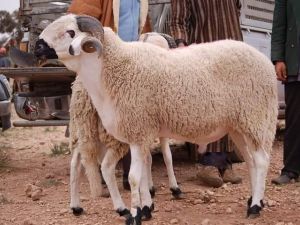  احباط عملية تهريب 108 ذبائح فاسدة ضمن لحوم الهدي والأضاحي