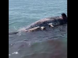 حوت نافق في بورسعيد