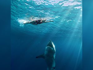 Shark attack