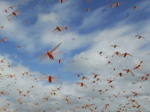 صيد الجراد، ينطبق عليه حكمان وفقًا للتفسيرات الفقهية 