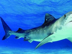 حوادث مأساوية في البحر الأحمر 