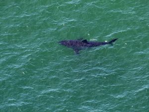 سمكة قرش في مياه البحر