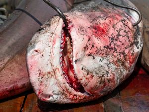 اصطياد أسماك قرش من قبل غواصين قبالة سواحل الإسكندرية