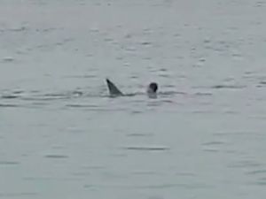 لحظة انقضاض سمكة القرش على السائح الروسي في مياه البحر الأحمر